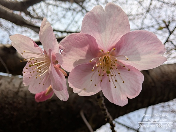 Cherry Blossoms