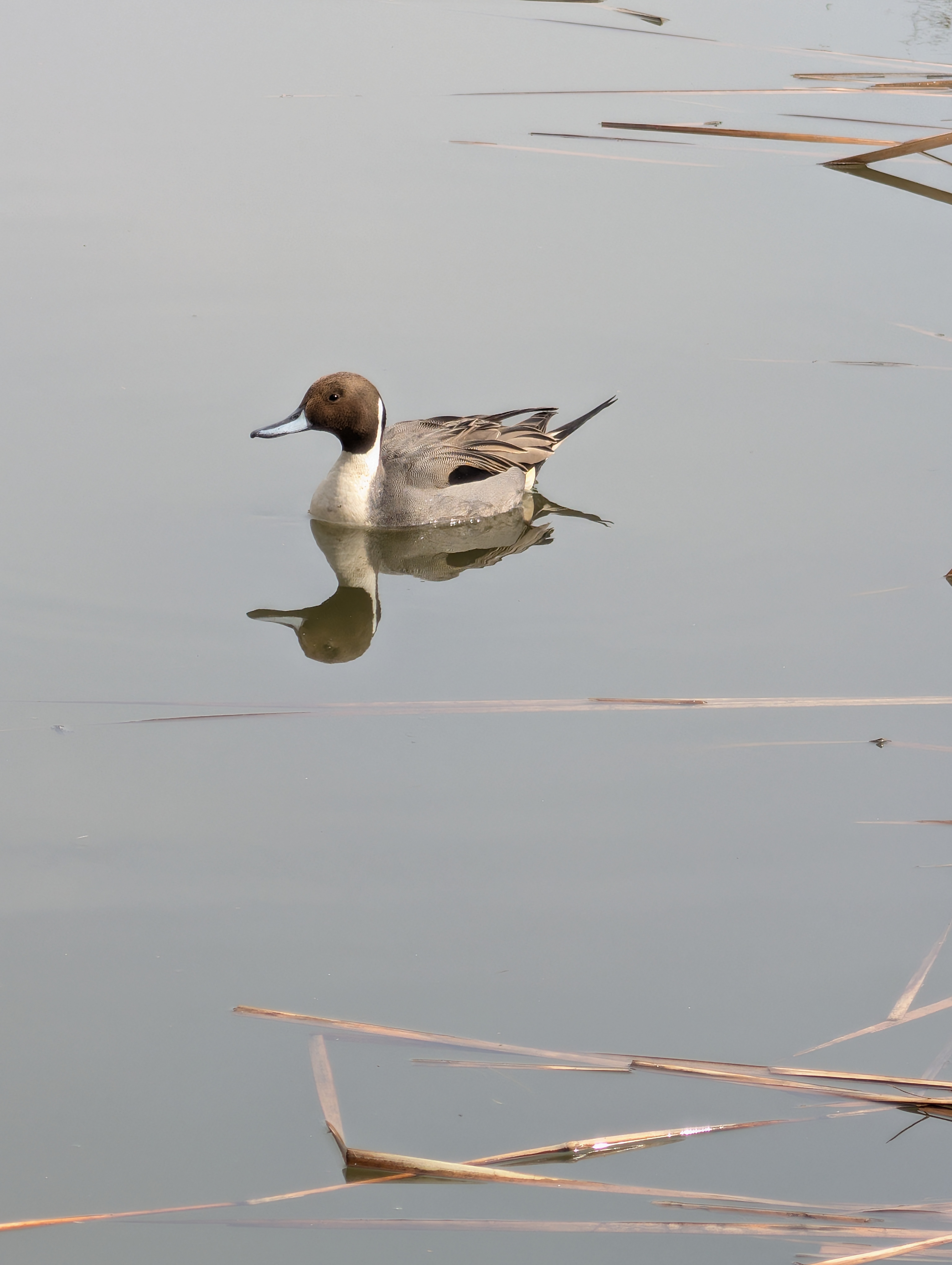 Northern Pintail Duck