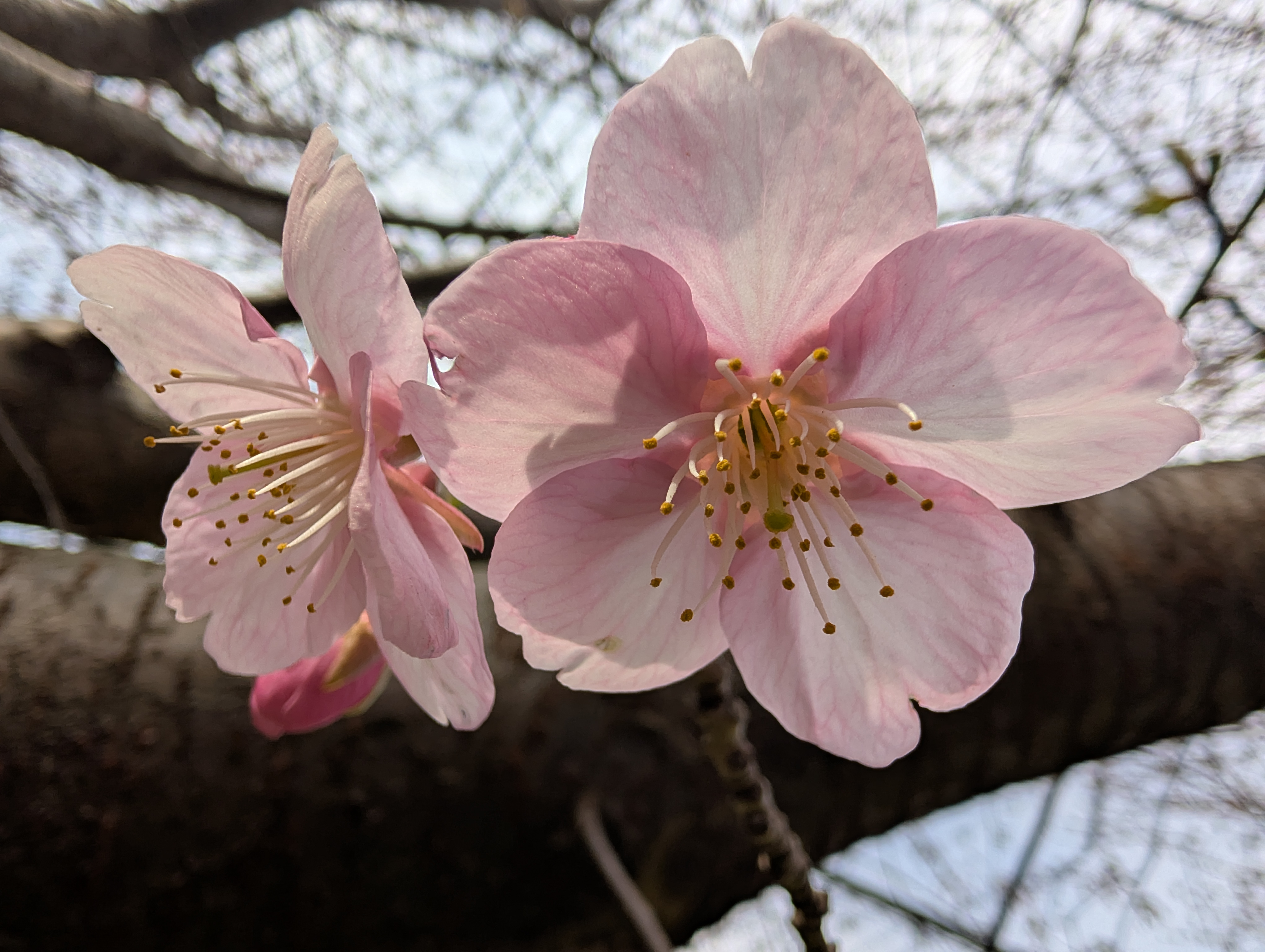 Cherry Blossoms