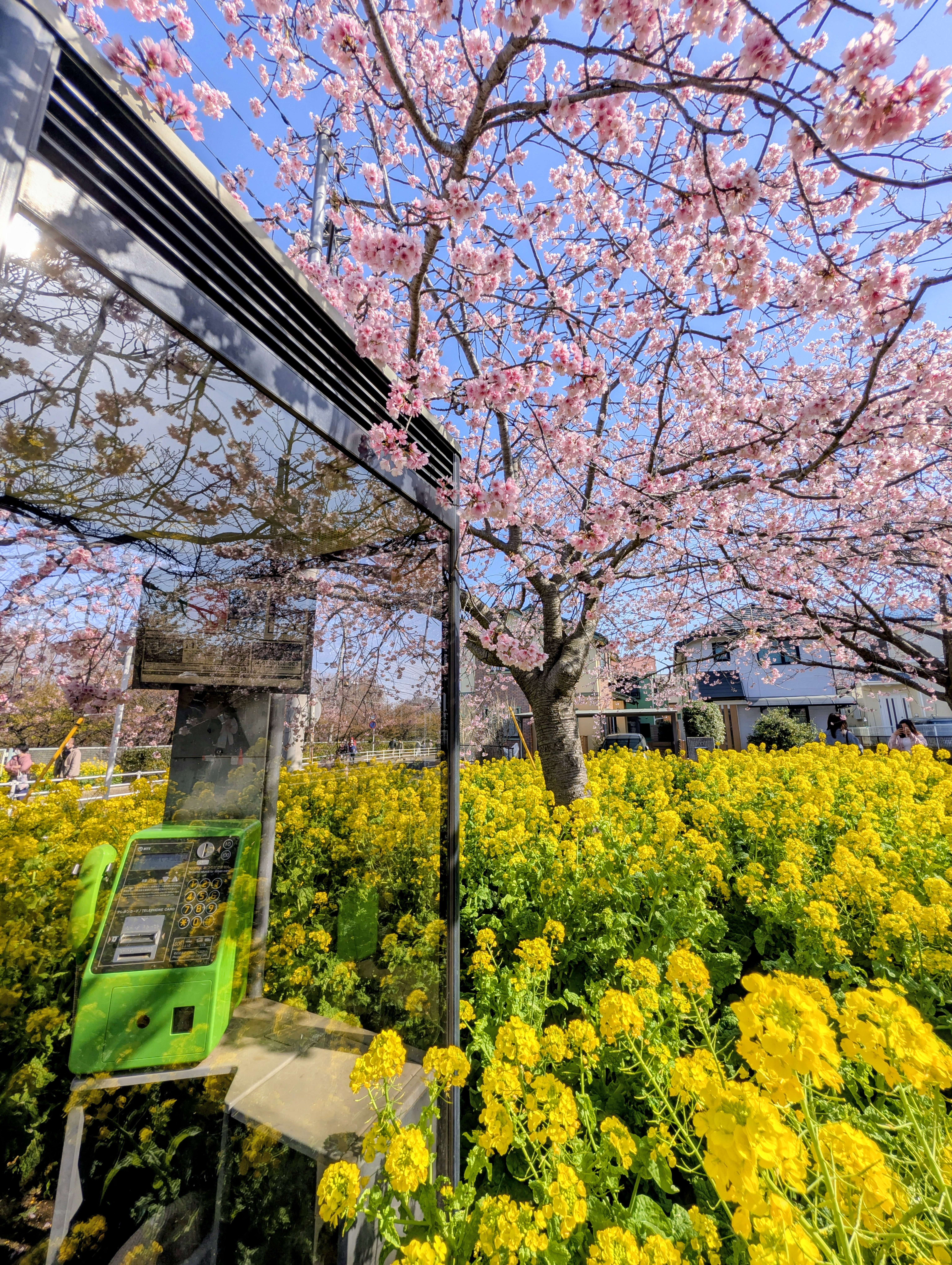 Cherry & Rape blossoms